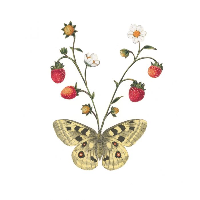 art by somerville artistAmyRoss titledBuddleia #3