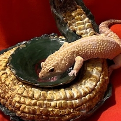 Aliza &nbspArzt thumbnail 