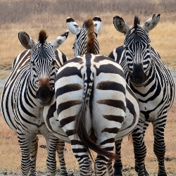 Melissa &nbspLondon thumbnail 