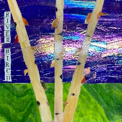 Susan &nbspAltman thumbnail 