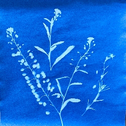 Suzi &nbspGrossman thumbnail 