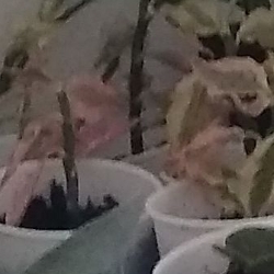 Timothy &nbspLee thumbnail 