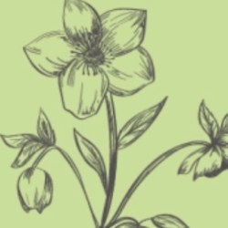  &nbspHallie’s Garden thumbnail 